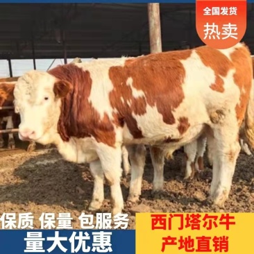 【促销】西门塔尔牛肉牛产地直销价格优惠可视频看货
