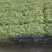 幼苗西红柿苗，自家种植品种齐全，品质保证，四季种植