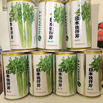 日本铁杆芹种子铁杆实芹种早熟不抽苔脆嫩四季播种栽耐热