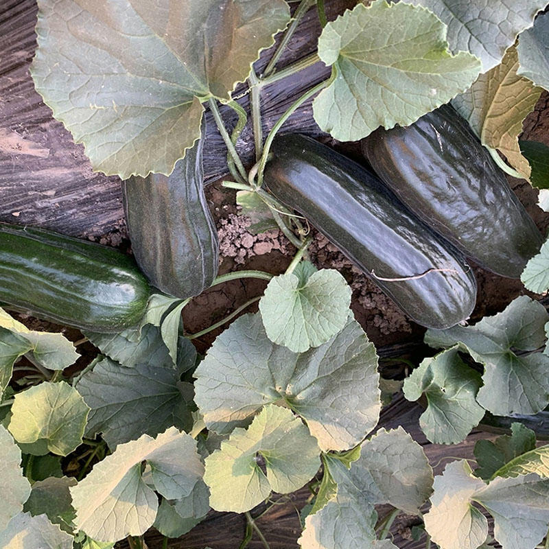 黑皮酥菜瓜种子八棱脆瓜种子老品种菜瓜籽四季种植蔬菜架种植