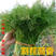 割茬茴香种子小茴香种子菜种籽四季栽易种再生能力强产量高