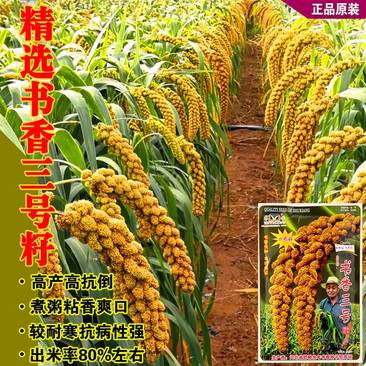 精选书香三号黄谷子种子优质小米种子黄谷种籽抗病特高产