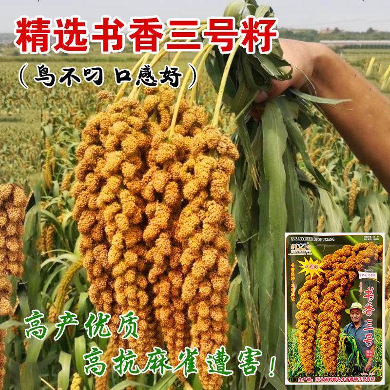 精选书香三号黄谷子种子优质小米种子黄谷种籽抗病特高产