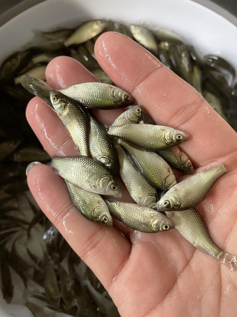 中科3号鲫鱼苗快大品种存活率高抗病毒抗孢子虫鲫鱼水花