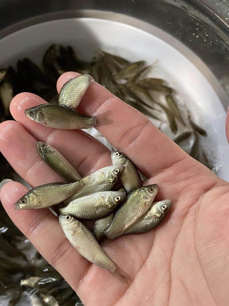 中科3号鲫鱼苗快大品种存活率高抗病毒抗孢子虫鲫鱼水花