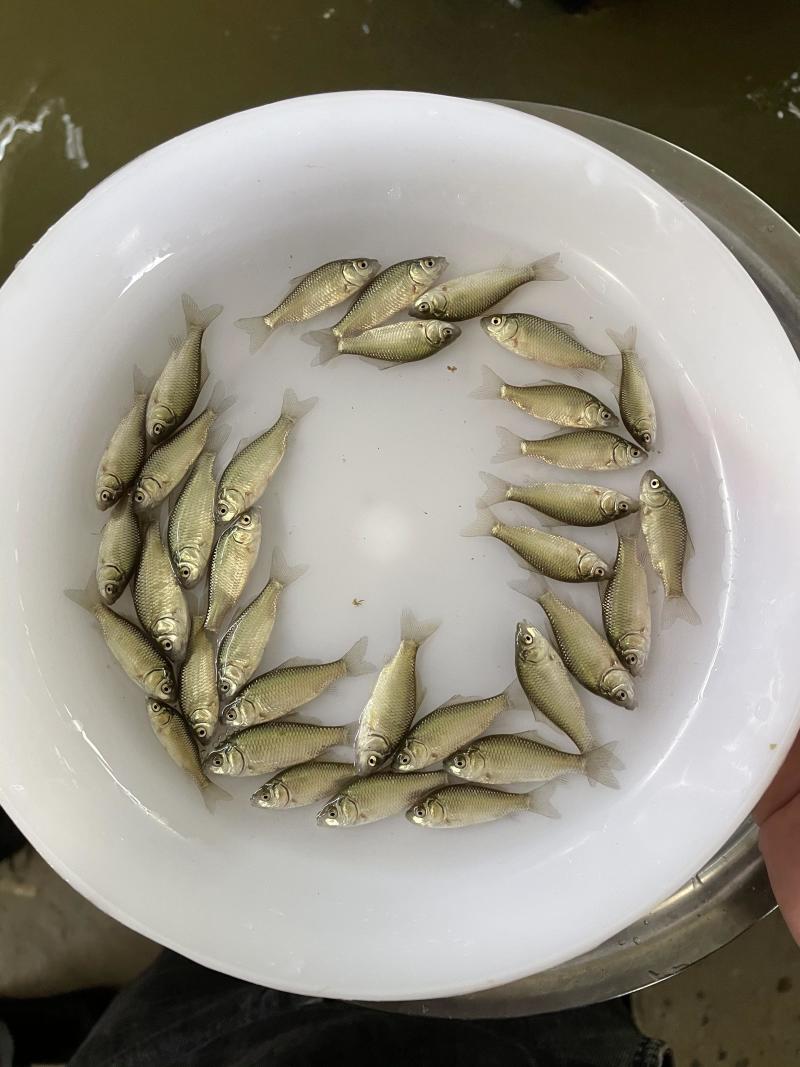 中科3号鲫鱼苗快大品种存活率高抗病毒抗孢子虫鲫鱼水花