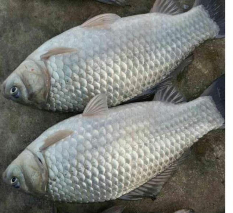 中科3号鲫鱼苗快大品种存活率高抗病毒抗孢子虫鲫鱼水花
