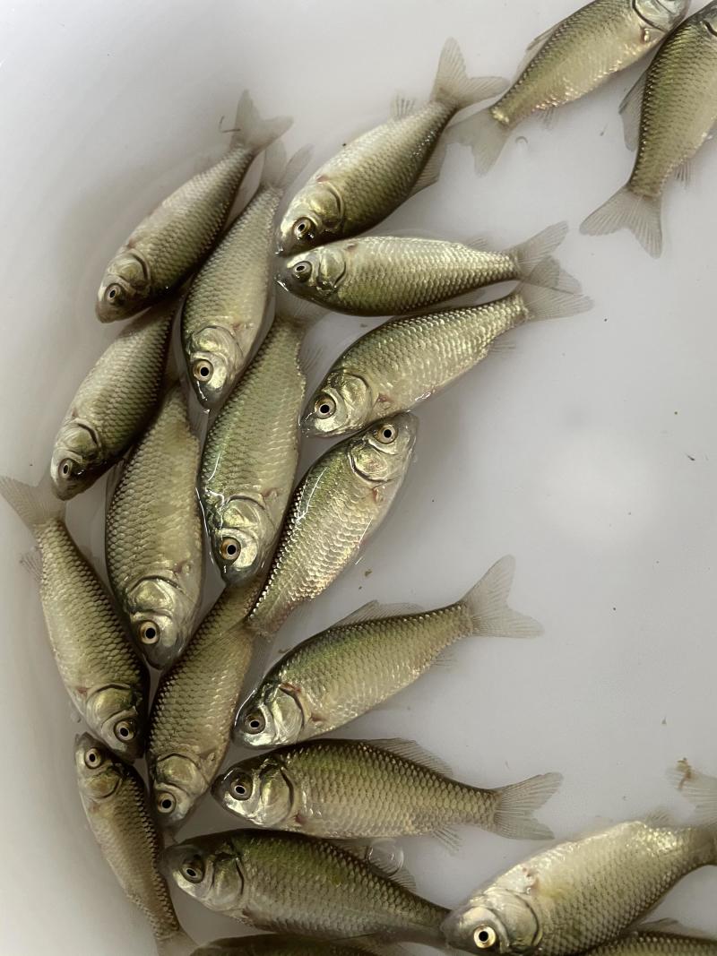 中科3号鲫鱼苗快大品种存活率高抗病毒抗孢子虫鲫鱼水花