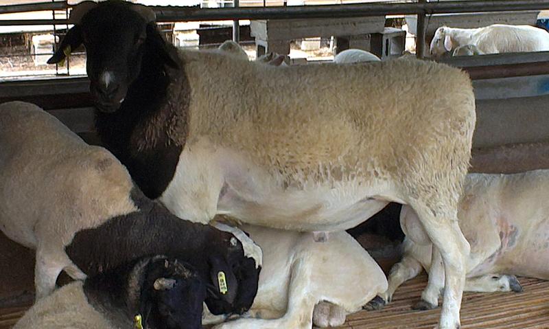 澳寒杂交羊澳洲白绵羊手续齐全厂家直供免费送货