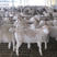 澳寒杂交羊澳洲白绵羊手续齐全厂家直供免费送货