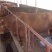 小牛牛崽小黄牛活体小牛黄牛活体肉牛犊买十送一