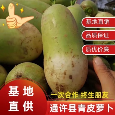 通许县青皮萝卜，杂交边线791罐萝卜。大量出库