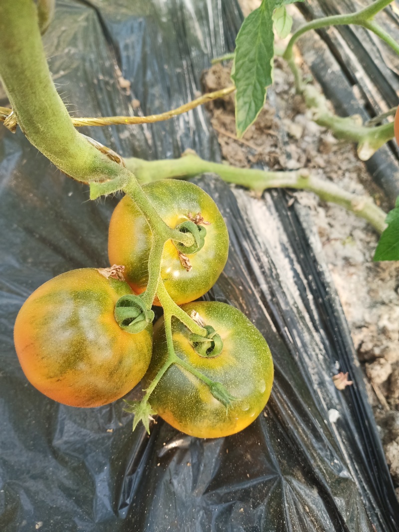 精品草莓西红柿铁皮柿子天津产地直供常年大量货源欢迎考察
