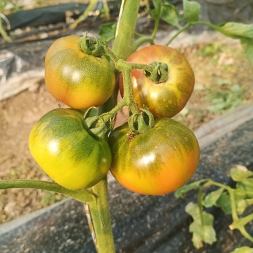 精品草莓西红柿铁皮柿子天津产地直供常年大量货源欢迎考察