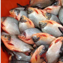 冷冻红鲳鱼，淡水鲳鱼，条冻整条，活鱼冷冻，一手货源