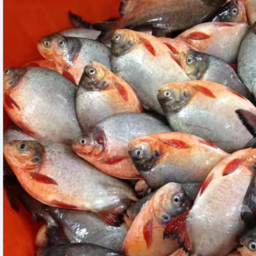 冷冻红鲳鱼，淡水鲳鱼，条冻整条，活鱼冷冻，一手货源