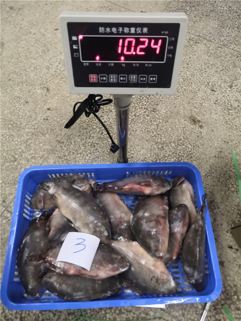 冷冻罗非鱼，条冻整条新鲜急冻，活鱼冷冻散装