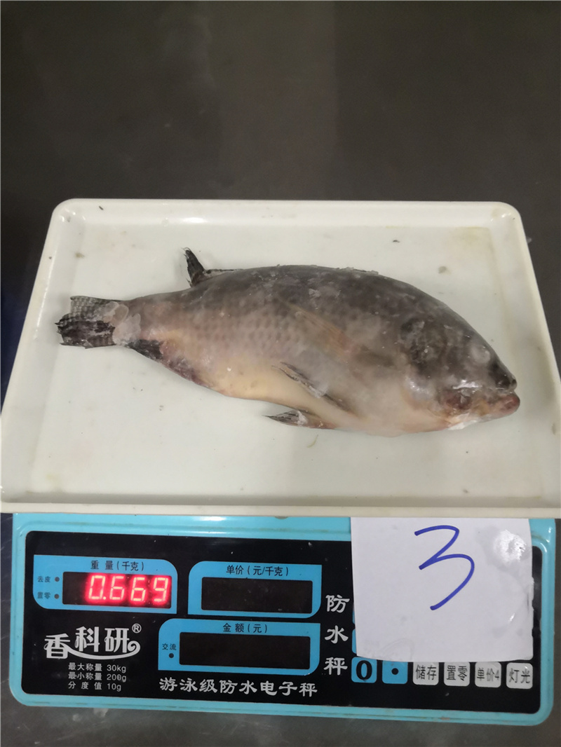 冷冻罗非鱼，条冻整条新鲜急冻，活鱼冷冻散装
