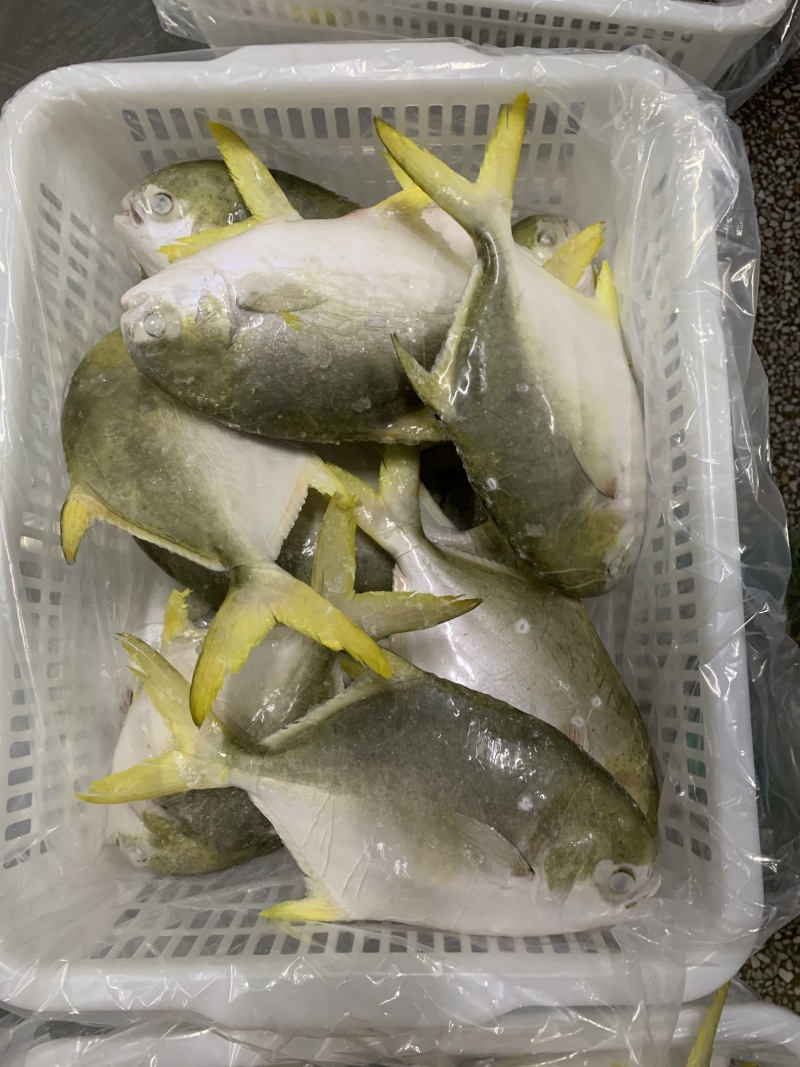 冷冻金鲳鱼，新鲜冷冻，条冻，冰衣自选肉多刺少