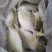 冷冻金鲳鱼，新鲜冷冻，条冻，冰衣自选肉多刺少