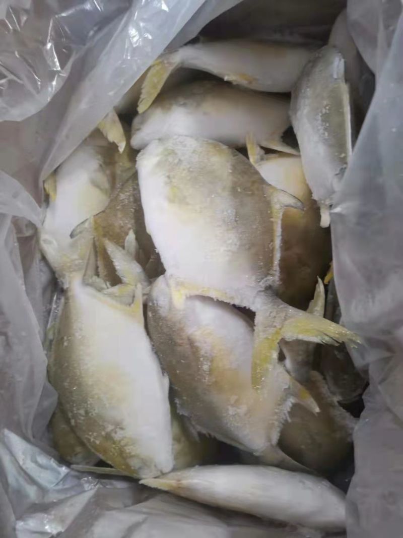 冷冻金鲳鱼，新鲜冷冻，条冻，冰衣自选肉多刺少