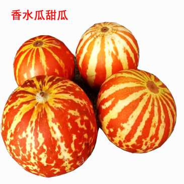 香水瓜种子甜瓜种子观赏食用改善室内空气环境芳香去
