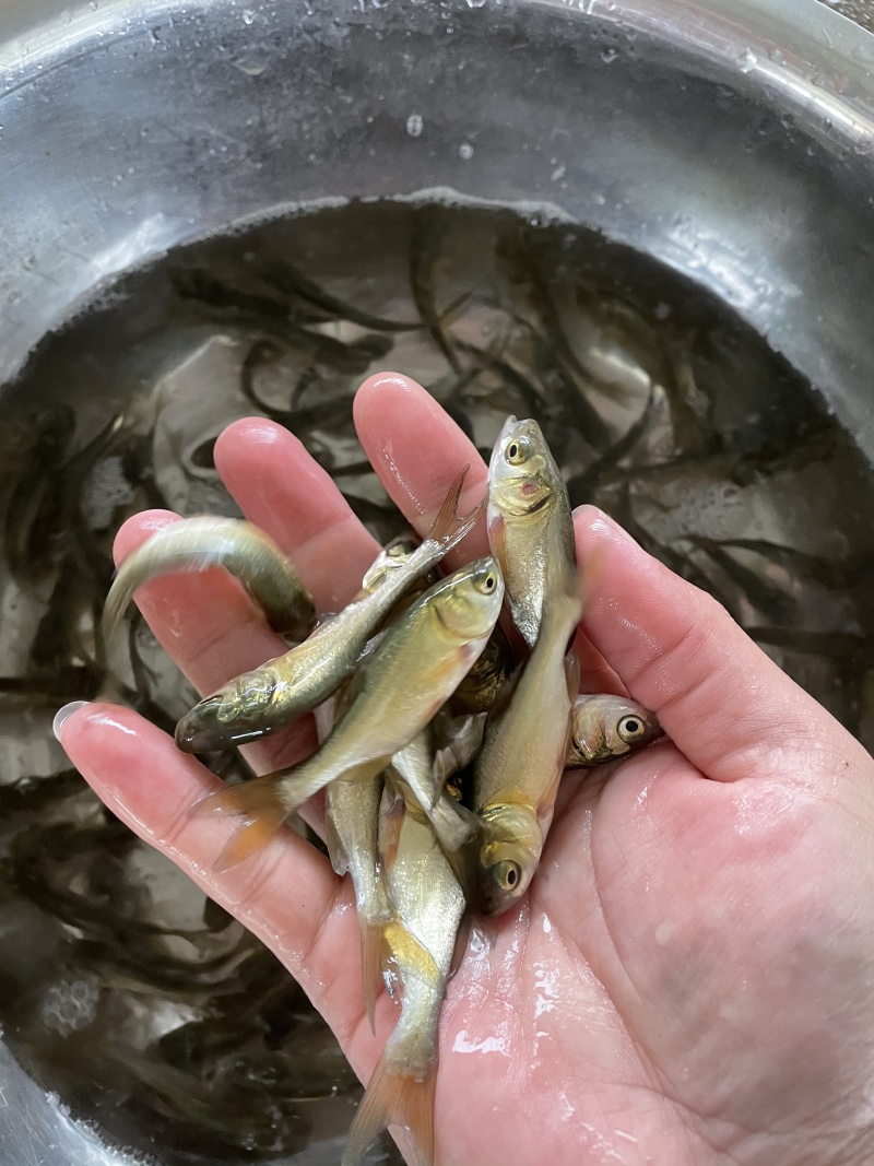 花鲢鱼苗大头鳙鱼苗大头水花鲢鱼水花基地供货全国发货包邮