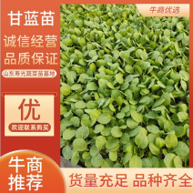 赛绿99甘蓝苗，星球三号甘蓝苗包菜苗品种多货量充足