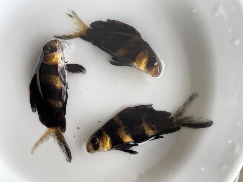 胭脂鱼苗，中华胭脂鱼苗，大口胭脂鱼苗一帆风顺，苗场供应