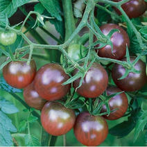 紫色小西红柿种子紫玉番茄种子种籽紫果圣女果小西红柿孑