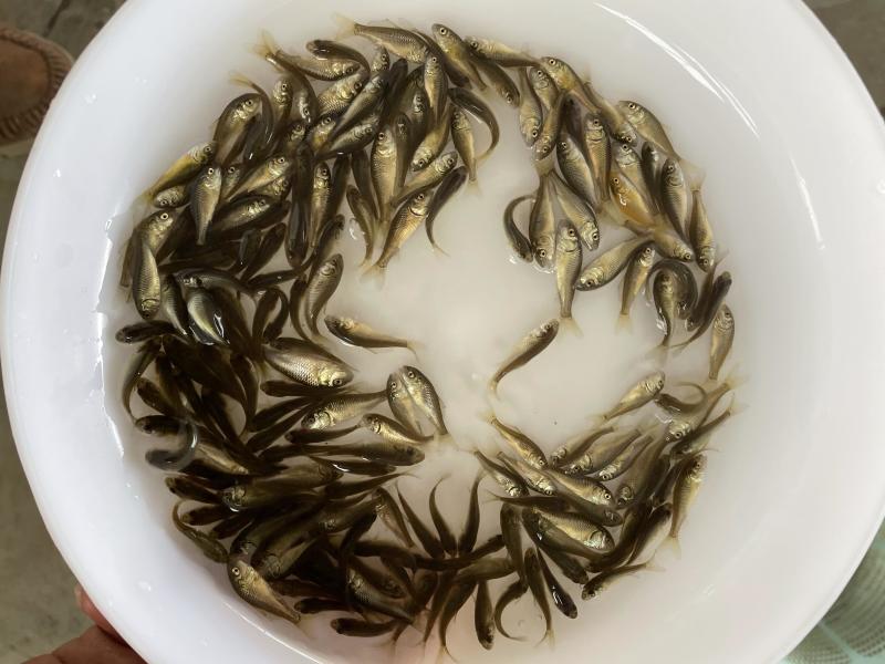 **鲤鱼苗/建鲤鱼苗禾花鲤黄金鲤鱼苗快大鲤自产自销包邮