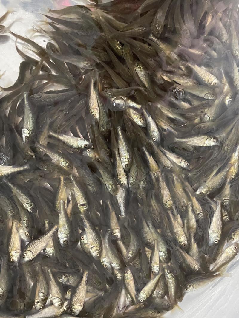 **鲤鱼苗/建鲤鱼苗禾花鲤黄金鲤鱼苗快大鲤自产自销包邮