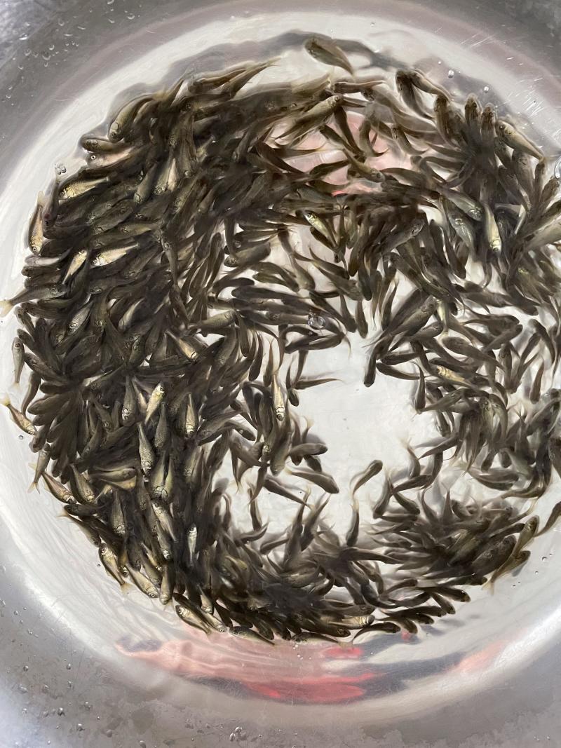 **鲤鱼苗/建鲤鱼苗禾花鲤黄金鲤鱼苗快大鲤自产自销包邮