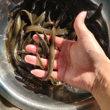刀鳅苗刺鳅苗中华大刺鳅苗纳锥苗猪麻锯鱼苗,苗场供货