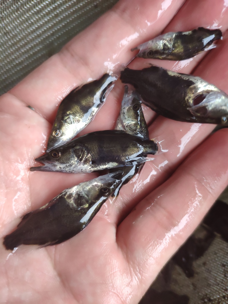 鳜鱼苗翘嘴鳜鱼苗桂鱼苗桂花苗斑鳜鱼苗饲料鳜鱼苗饲料桂