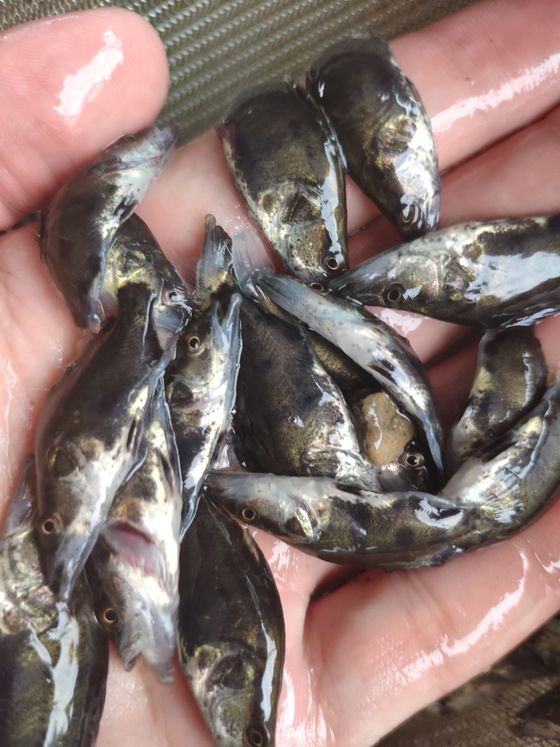 鳜鱼苗翘嘴鳜鱼苗桂鱼苗桂花苗斑鳜鱼苗饲料鳜鱼苗饲料桂