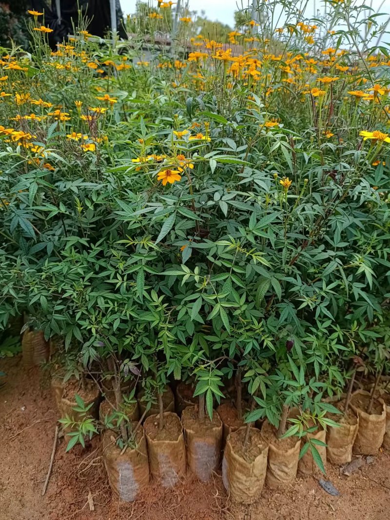 广东精品芳香万寿菊苗园区直发大量现货欢迎考察