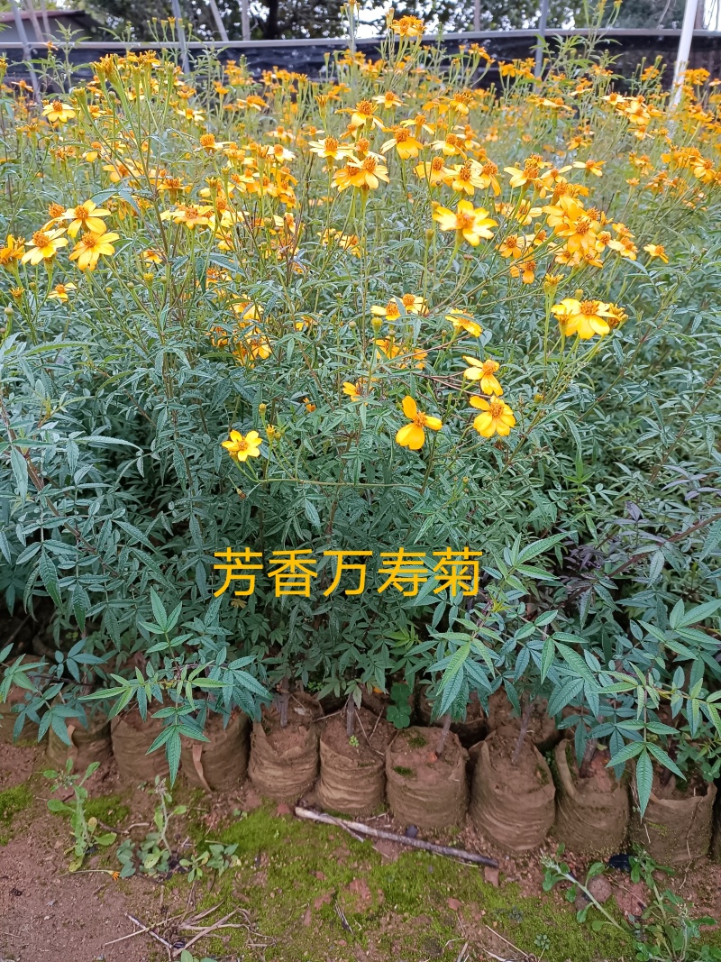 广东精品芳香万寿菊苗园区直发大量现货欢迎考察