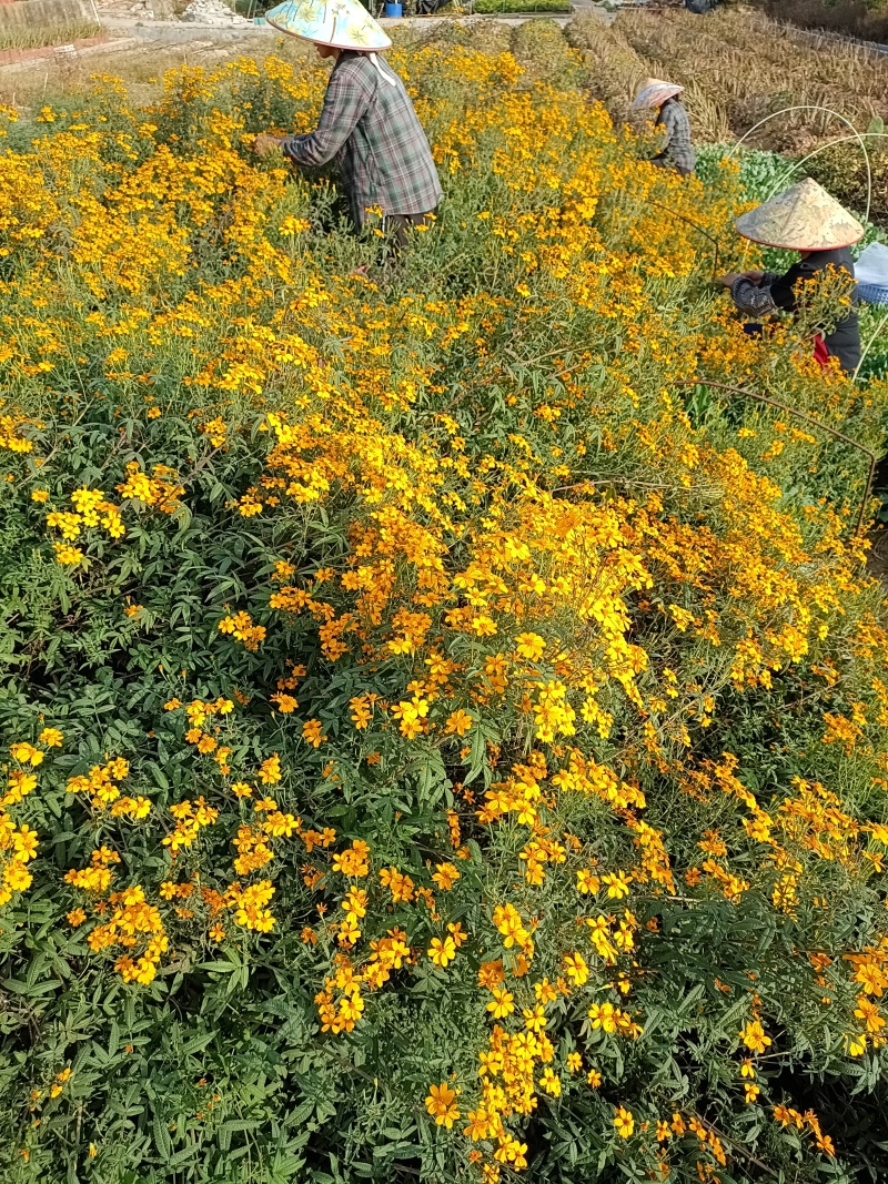 广东精品芳香万寿菊苗园区直发大量现货欢迎考察