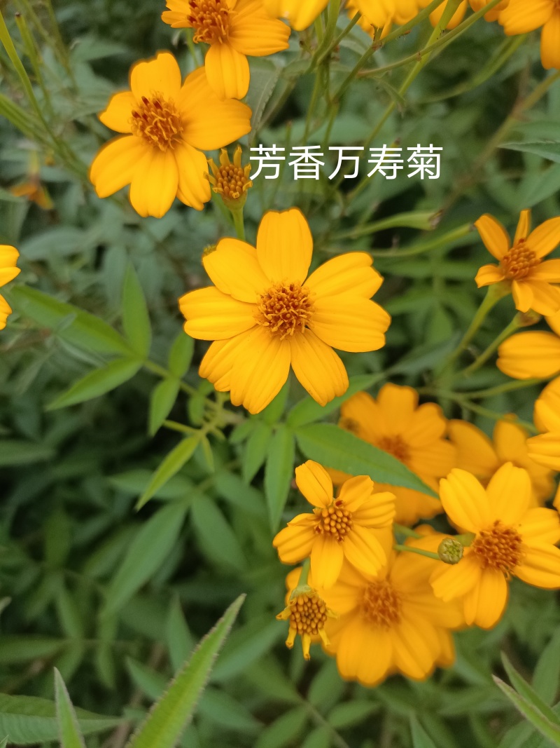 广东精品芳香万寿菊苗园区直发大量现货欢迎考察