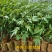 广东精品芳香万寿菊苗园区直发大量现货欢迎考察
