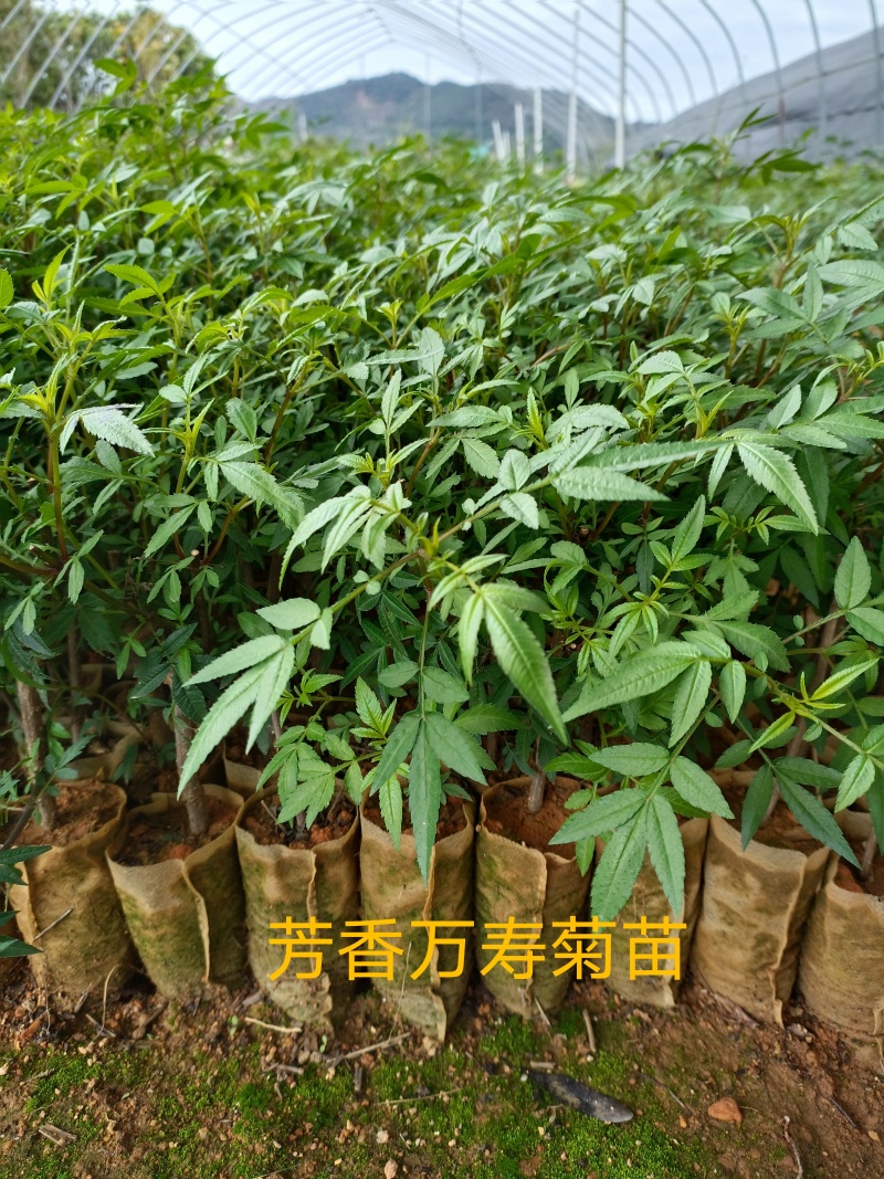 广东精品芳香万寿菊苗园区直发大量现货欢迎考察