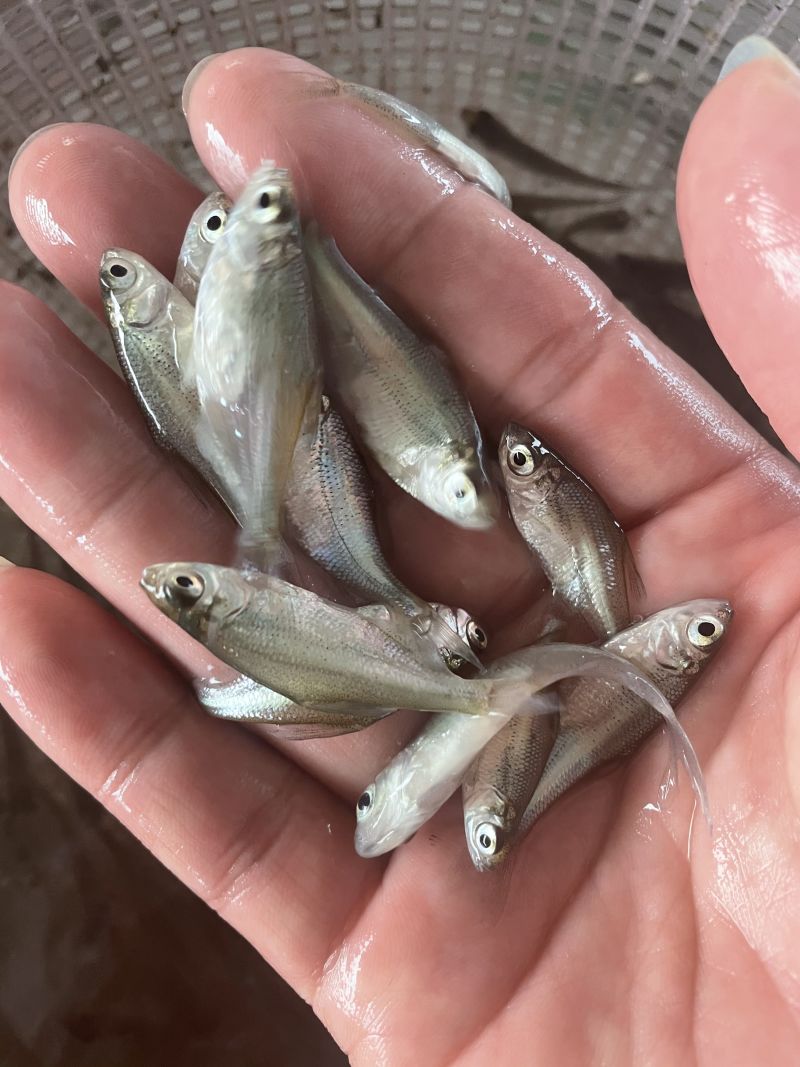鳊鱼苗武昌鱼苗三角鲂鱼苗广东鲂鱼苗\苗场直接供货