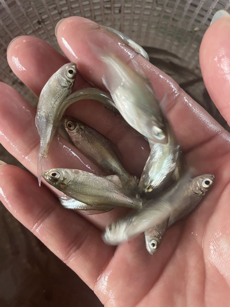 鳊鱼苗武昌鱼苗三角鲂鱼苗广东鲂鱼苗\苗场直接供货