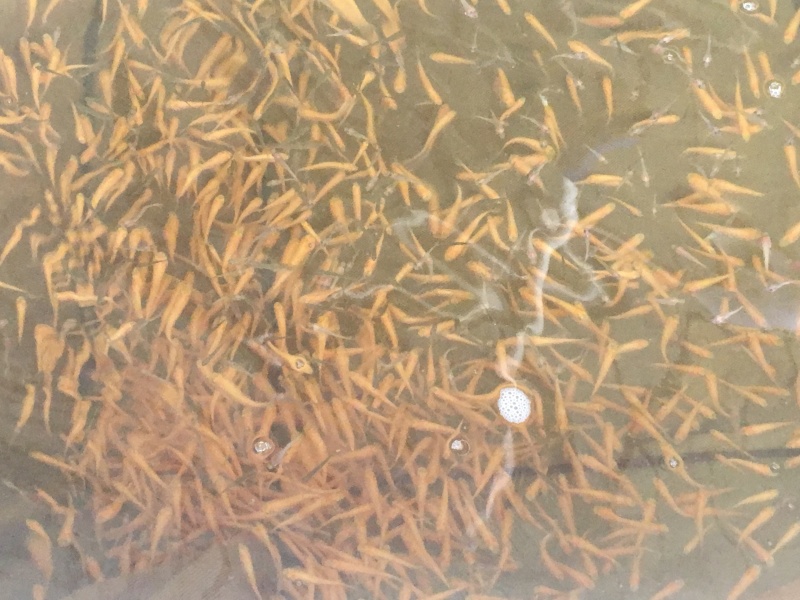 金草鱼/俄罗斯金丝草鱼苗/肉质鲜嫩生长快价值高自产自销
