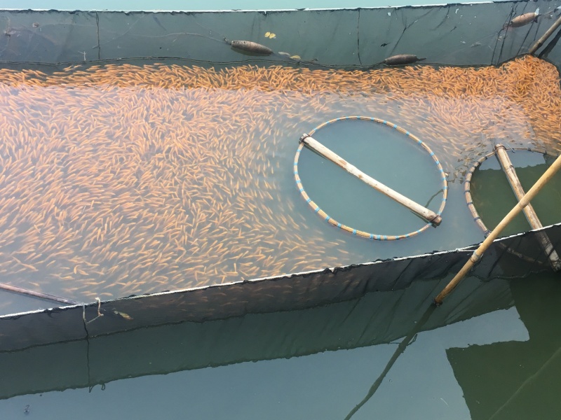 金草鱼/俄罗斯金丝草鱼苗/肉质鲜嫩生长快价值高自产自销