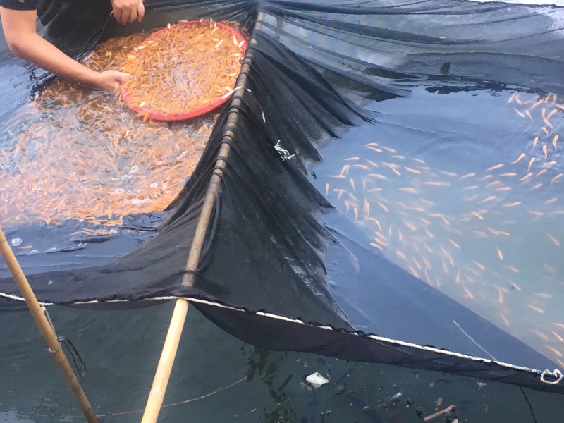 金草鱼/俄罗斯金丝草鱼苗/肉质鲜嫩生长快价值高自产自销