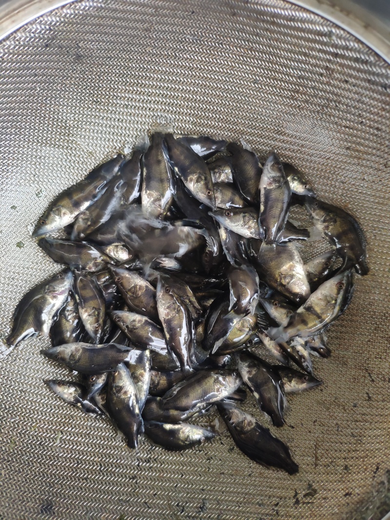 翘嘴鳜鱼苗饲料鳜鱼苗斑鳜鱼苗桂鱼苗\白桂鱼苗\