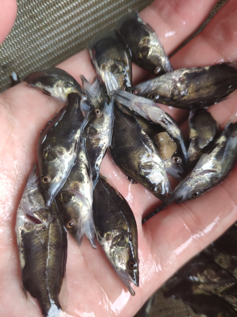 翘嘴鳜鱼苗饲料鳜鱼苗斑鳜鱼苗桂鱼苗\白桂鱼苗\