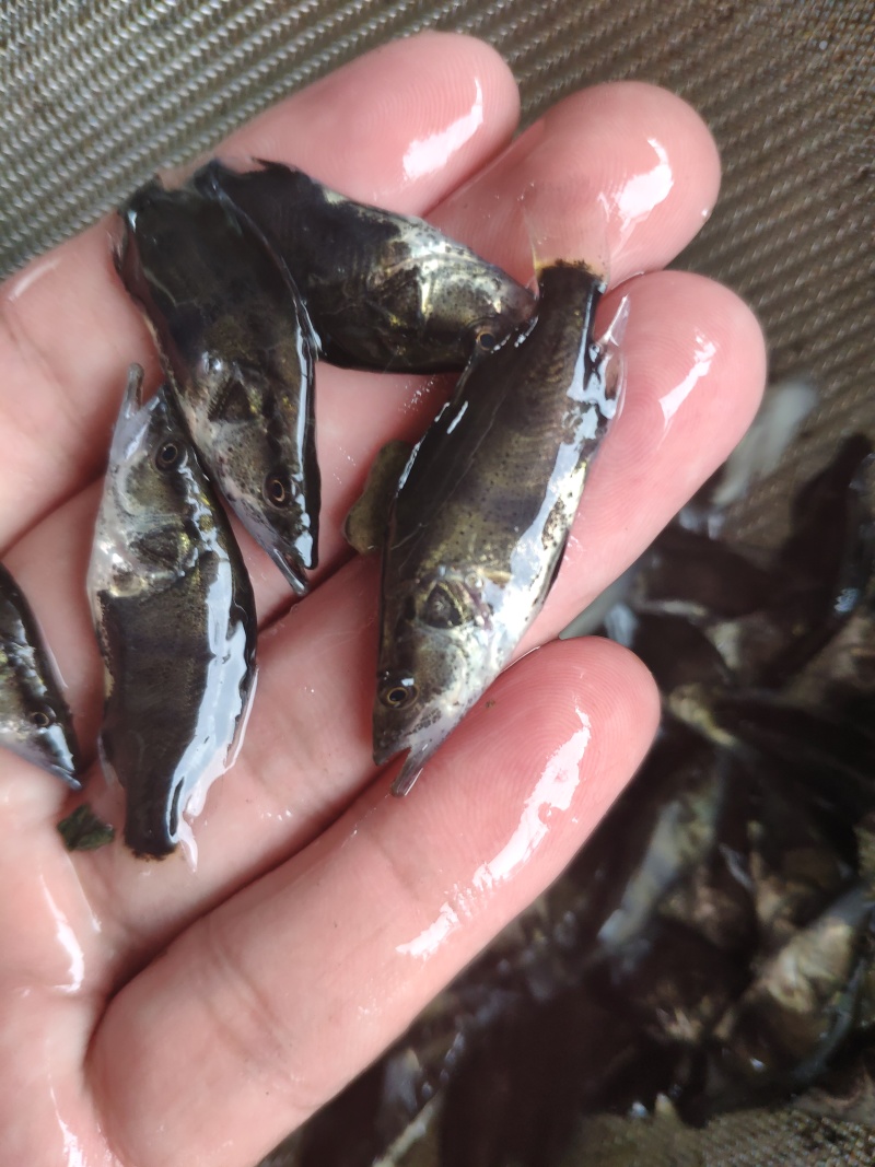 翘嘴鳜鱼苗饲料鳜鱼苗斑鳜鱼苗桂鱼苗\白桂鱼苗\